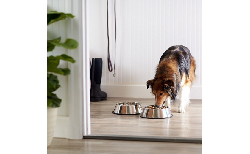 Elige el comedero de perro perfecto para tu mascota